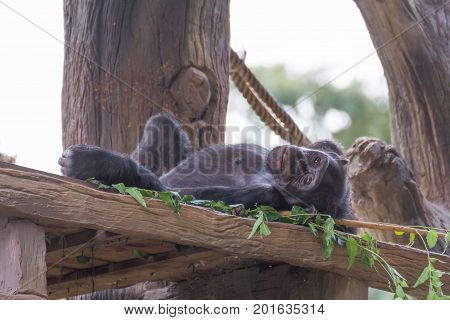 Small chimpanzee monkey relax on the tree.