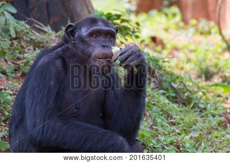 Giant chimpanzee monkey eating banana in the forest.