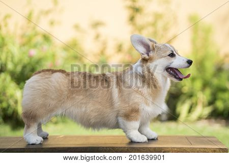 Corgi dog on the grass in summer sunny day