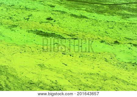 Ukrainian river Dnipro covered by cyanobacterias as a result of phytoplankton evolution at hot summer. Photo taken in July