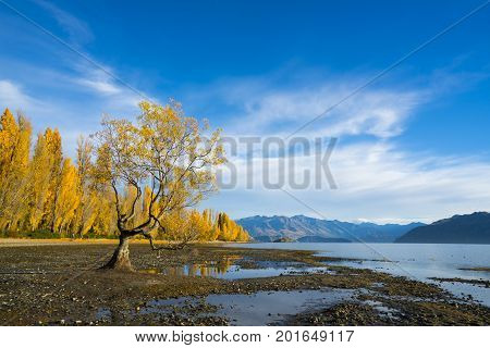 Wanaka tree yellow leaves with blue sky in Autumn South Island of New Zealand
