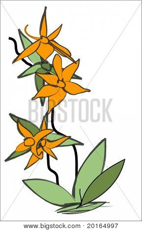 orchidej oranžová