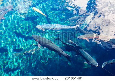 Life of fish in water, Hakone-mashi, Kanagawa, Japan