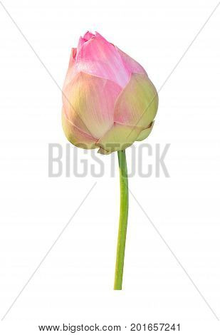 Lotus flower plant isolated on white Clipping path