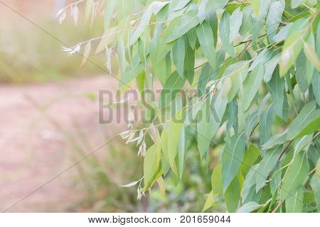 Eucalyptus leaves. branch eucalyptus tree nature background
