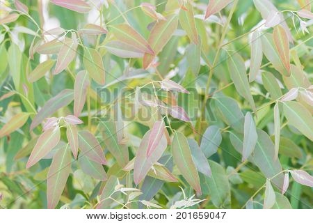 Eucalyptus leaves. branch eucalyptus tree nature background