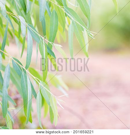 Eucalyptus leaves. branch eucalyptus tree nature background