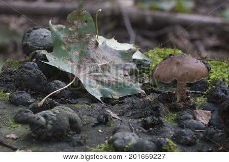 Deer Mushroom (Pluteus cervinus) on a birch tree stump