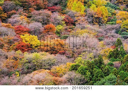 Background Of Closeup Autumn Tree Color