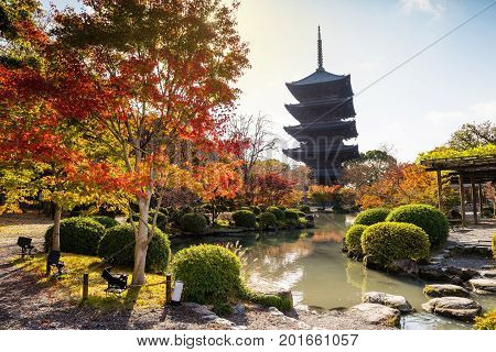 Colorful Autumn at Toji Temple against sunlight Kyoto Japan