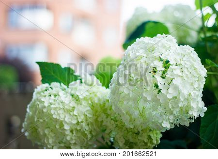 Beautiful flower background, Hakone mashi, Kanagawa, Japan
