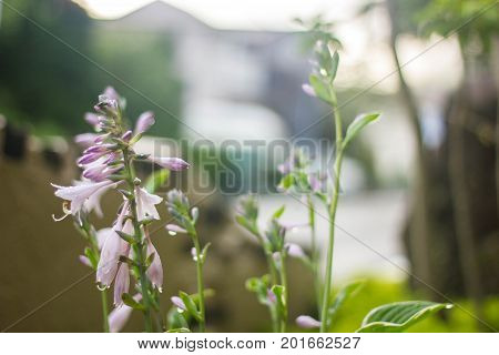 Beautiful flower background, Hakone mashi, Kanagawa, Japan