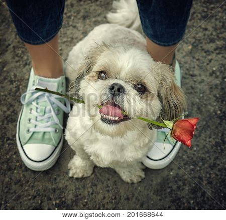 Cute shitzu dog with rose next to the owner -- walking together. Toned picture