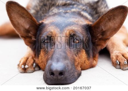 Mi perro perezoso
