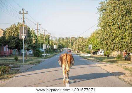Cow walking alone on the center of a paved road in the main street of Dubovac Serbia. The serbian countryside is one of the biggest agricutural lands of Balkans