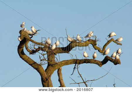 Måger i træ (Larus Ridibundus)