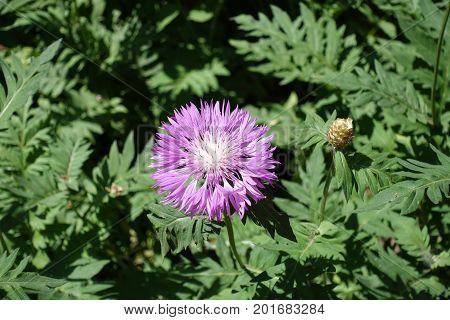 Close Up Of Single Flower Of Centaurea Dealbata