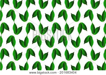 Green leaf chestnut on white background - vector pattern ,
 (Castanea sativa)
