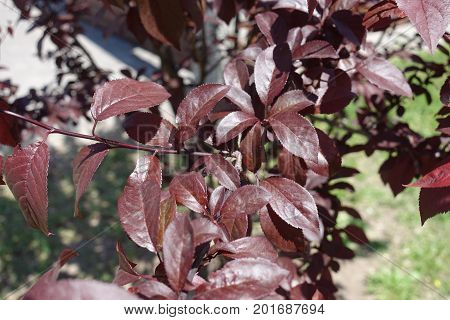 Dark Purple Leaves Of Prunus Pissardii Tree