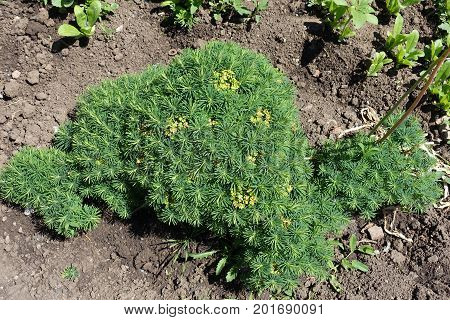 Euphorbia Cyparissias With Small Linear Leaves And Yellow Petal-like Bracts