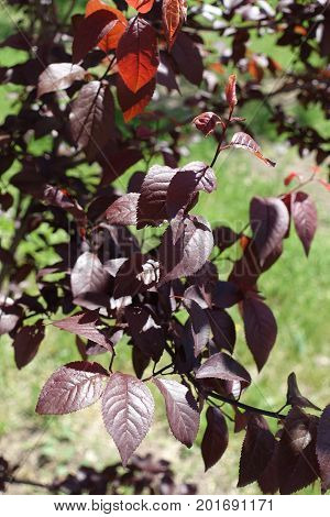 Branch Of Prunus Pissardii With Purple Leaves