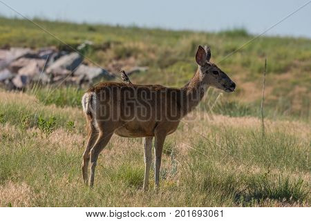 A Bird Catching a Ride on the Back of a Mule Deer's Back