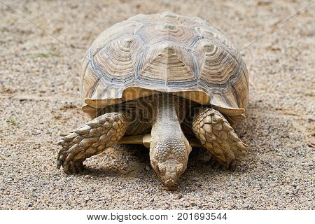 Old adult Spurred Tortoise in the sand