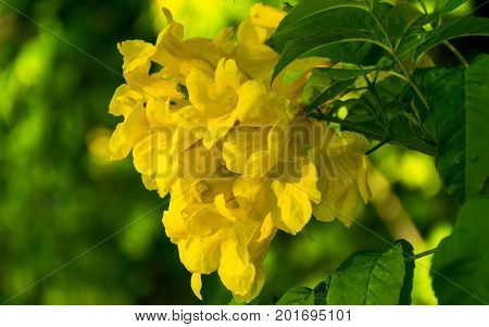 Allamanda Common allamanda Golden trumpet Golden trumpet vine Yellow bell