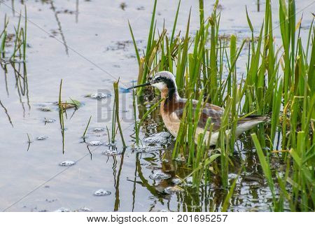 A Wilson's Phalarope in the Grass at the Lake Shore