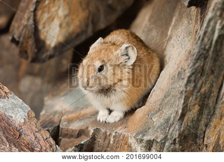 Altai pika sitting on stone