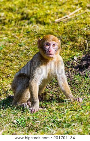 The Little Berber monkey sitting alone on the meadow