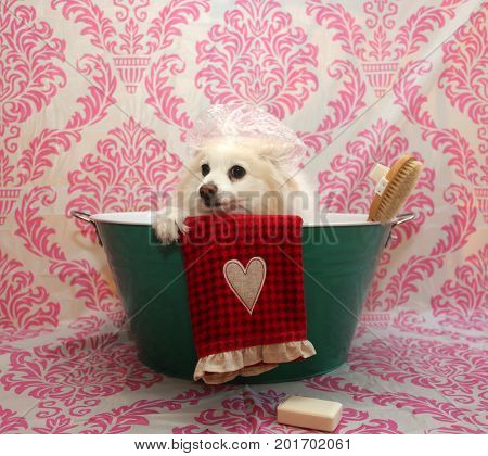 Dog Bath. A happy Pomeranian dog ready to take a bath in the tub. He is wearing a shower cap and has a scrub brush and bar of soap ready to use. Dog Bath Time.
