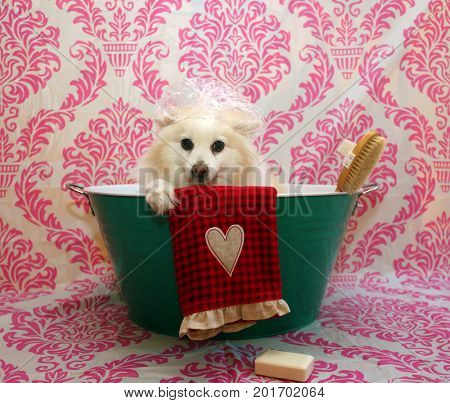 Dog Bath. A happy Pomeranian dog ready to take a bath in the tub. He is wearing a shower cap and has a scrub brush and bar of soap ready to use. Dog Bath Time.
