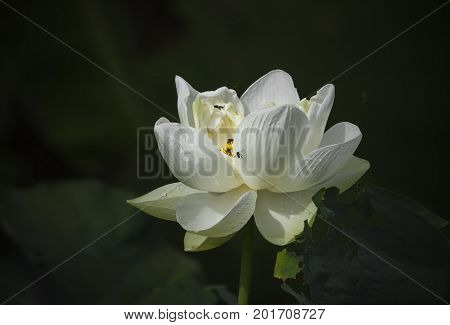 White lotus blossoming in the pond, this is the flower