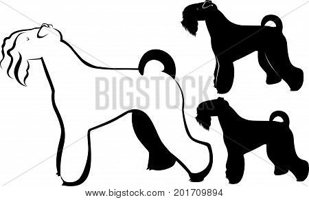 Kerry Blue Terrier . terrier dog .  animal