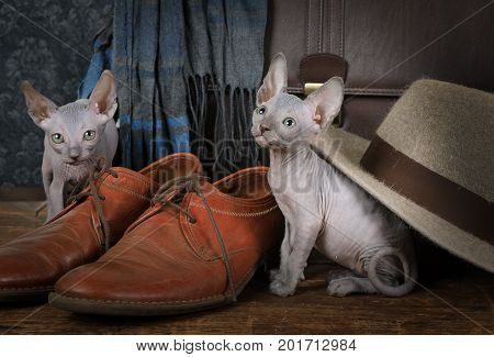 Two little kitties Don Sphinx breed play with a man's hat and shoes