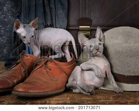 Thoroughbred Don Sphinx kitties (seven weeks old) play with a man's hat and shoes