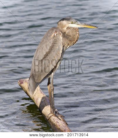Image Of A Great Blue Heron Standing On A Log