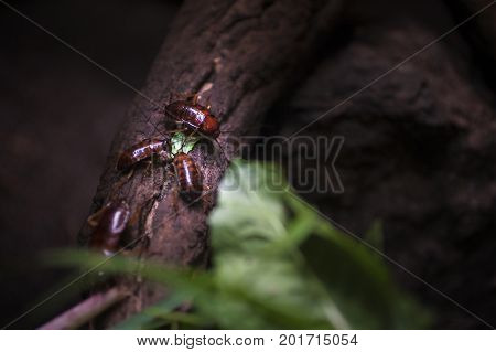 Cockroaches on wood. Dirtry and nasty place with many insects