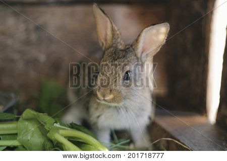 Farm animal - gray rabbit in rabbit barn - close up