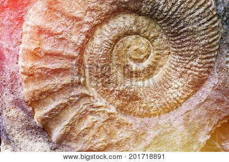 Spiral of nature. Discovery of prehistoric fauna