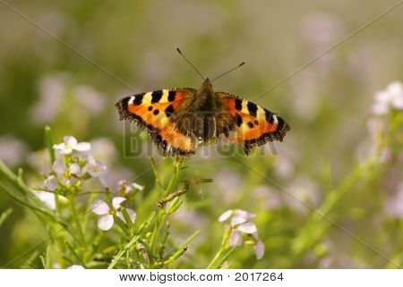 Schmetterling