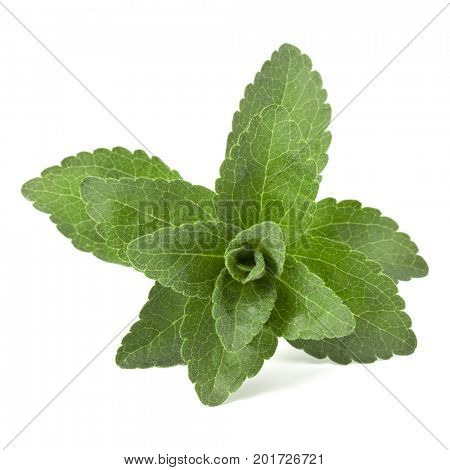 Stevia leaves pieces isolated om white background cut out.