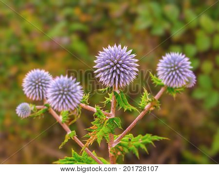 Globe Thistle Flowers Echinops Ritro Wild Plant