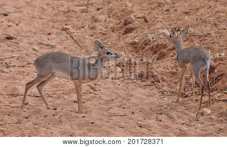 a duiker pair, small ungulates but pretty