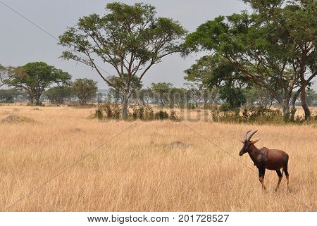 A red hartebeest walking carefully on the plains