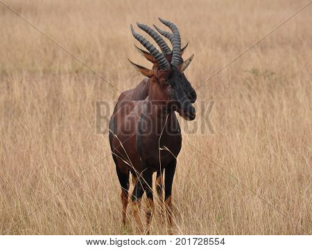 pair of red hartebeest nicely lined up