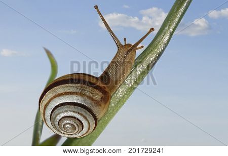 The snail crawls across the stalk of the plant against the blue sky and clouds