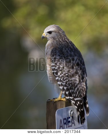 Red Hawk spallata su un Post di segno