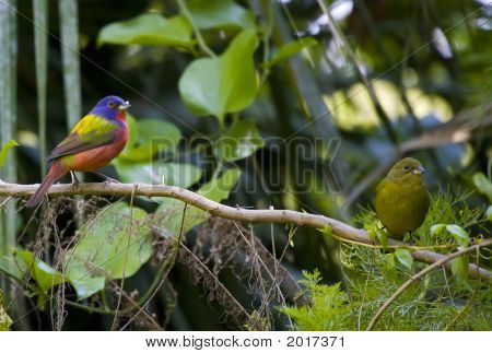 Painted Bunting accoppiamento coppia